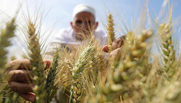 مصر تستورد 120 ألف طن قمح