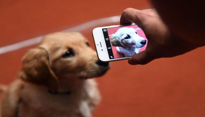 شباب الألفية الجديدة يهتمون باقتناء الحيوانات الأليفة - صورة أرشيفية