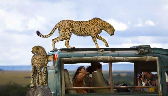 السفاري في كينيا - صورة أرشيفية