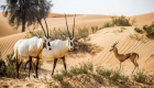 محمية دبي الصحراوية.. حماية التنوع البيئي بمعايير عالمية