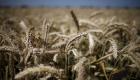 السعودية تطرح مناقصة عالمية لشراء 715 ألف طن من القمح