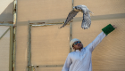 بالصور.. انطلاق بطولة فخر الأجيال للصيد بالصقور في دبي