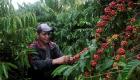 بالصور.. بدء موسم حصاد قهوة الروبوستا في نيكاراجوا