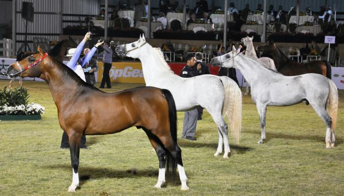 السعودية تطلق بطولة للخيل