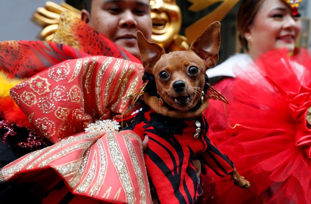 بالصور الصين تستعد للاحتفال بـ عام الكلب