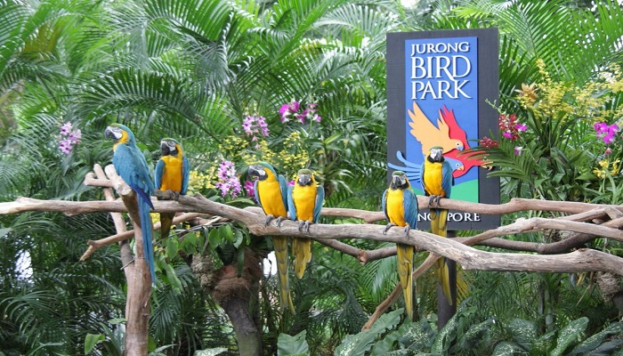 منتزه يورونغ للطيور jurong bird park