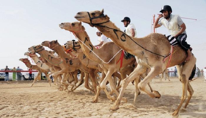 رياضة الهجن