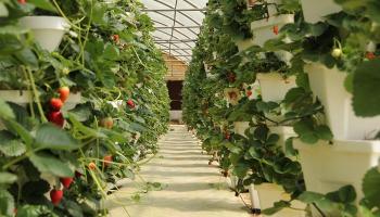 برنامج تحسين دخل المزارعين