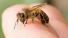 وفاة إسبانية بعد العلاج بـ"وخز النحل" 