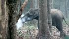 بالفيديو.. "الفيل المدخن" يحير علماء الحيوان في الهند