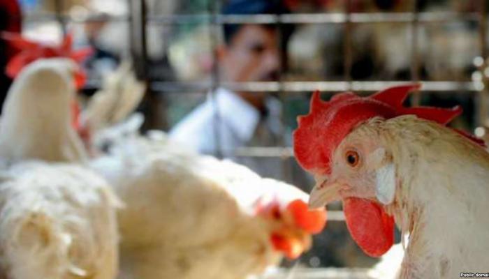 إصابتان جديدتان بإنفلونزا الطيور في السعودية