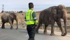  نفوق فيل في حادثة انقلاب شاحنة بإسبانيا