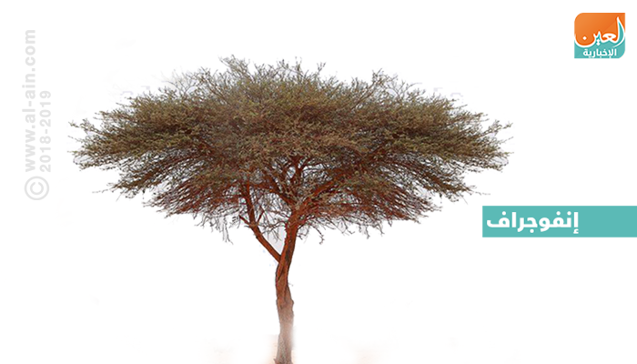 إنفوجراف مبادرة توزيع 1400 كجم من بذور أشجار السمر بالإمارات