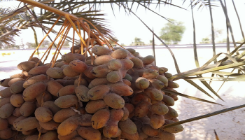 مركز خدمات المزارعين بأبوظبي يكافح آفات حشرة الحميرة وحلم الغبار 