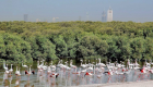 بالصور... دليلك لأجمل المحميات الطبيعية في الإمارات