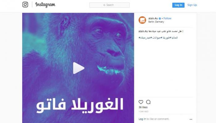 الغوريلا فاتو تحتفل بعيد ميلادها