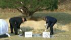 قمة الكوريتين تغرس شجرة للسلام في طريق "قطيع الأبقار"