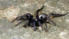 أستراليا.. وفاة العنكبوت الأكبر سنا في العالم 