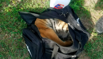 النمر داخل الحقيبة