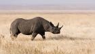  وحيد القرن يعود إلى تشاد بعد انقراض 50 عاما