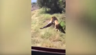  بالفيديو.. أسد يهاجم مالك حديقة حيوان وسط صراخ الجمهور