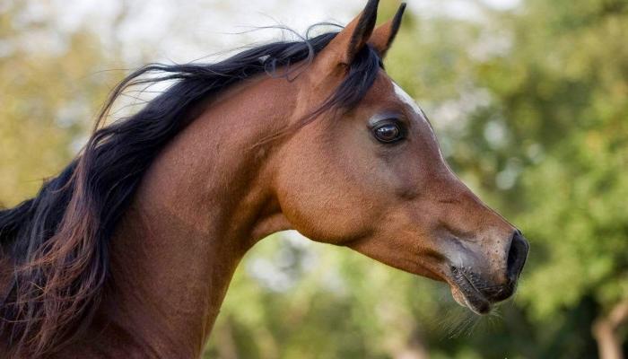 عيون الخيل تتذكر ملامح وجهك لا تكن عبوسا