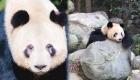 الصين.. مرض غامض يزيل البقع السوداء حول عين الباندا 
