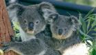 أستراليا.. 34 مليون دولار لإنقاذ الكوالا المهددة