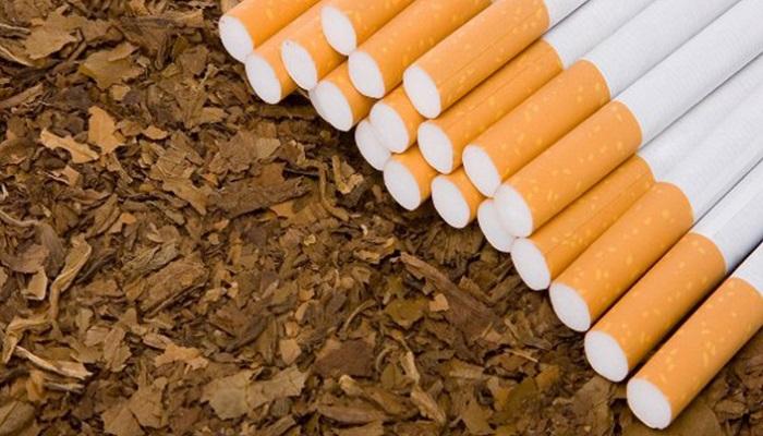 التبغ أشد خطورة من المخدرات على صحة الإنسان