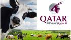 لماذا تُربي قطر أبقارا في الصحراء؟