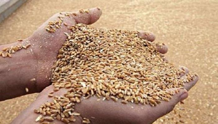مصر أكبر بلد مستورد للقمح في العالم