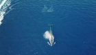 "البيئة" المصرية تتابع ظهور الحوت الأزرق في البحر الأحمر