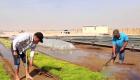 صحيفة صينية: نجاح زراعة الأرز بالماء المالح في صحراء دبي