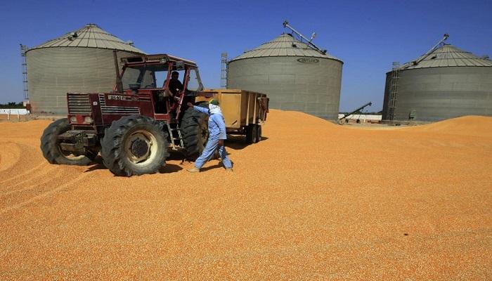 مصر أكبر مشترٍ للقمح في العالم
