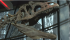 بيع هيكل ديناصور في مزاد مقابل أكثر من مليوني دولار 