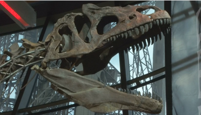 هيكل ديناصور من نوع غير معروف