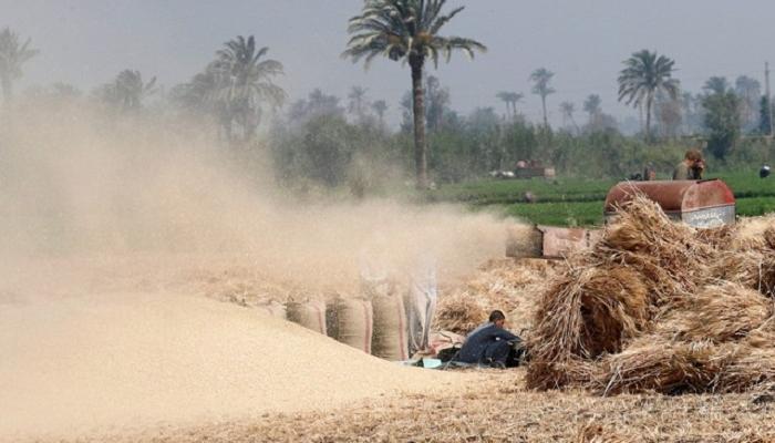 مزارعون مصريون أثناء حصاد محصول القمح - رويترز