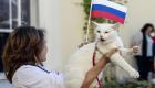 القط "أخيل" يتوقع فوز روسيا في افتتاح كأس العالم 2018