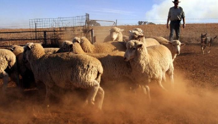 الماشية أساس أعمال شركة "حصاد" الأسترالية