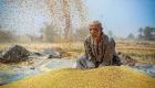 مصر تسعى لشراء كمية غير محددة من القمح في أغسطس