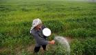 "العنبر".. كنز زراعي عراقي ضحية الجفاف