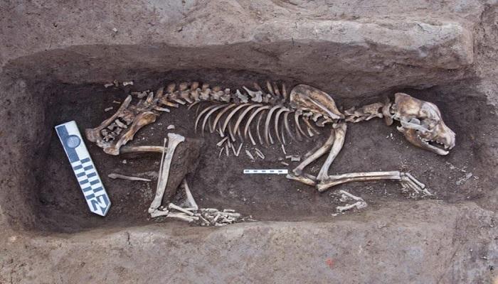 بالصور اكتشاف دفنات آدمية وحيوانية من عصر ما قبل التاريخ في مصر