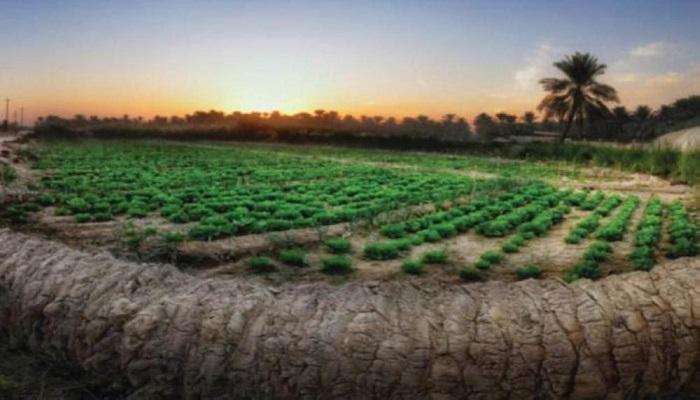 واحة الأحساء السعودية على قائمة التراث العالمي