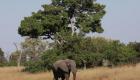 رفع الحظر عن صيد الأفيال في بوتسوانا واعتبارها "رياضة"