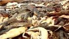 قرويون يذبحون 300 تمساح في هجوم انتقامي بإندونيسيا