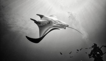 عالم من الجمال تحت الماء بعيون المكسيكي أنور فلوريك