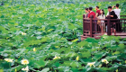 الصين.. مهرجان زهرة اللوتس ينطلق 10 أكتوبر في شنغهاي