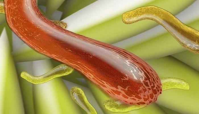 أطباء يحذرون من بكتيريا تسبب العقم