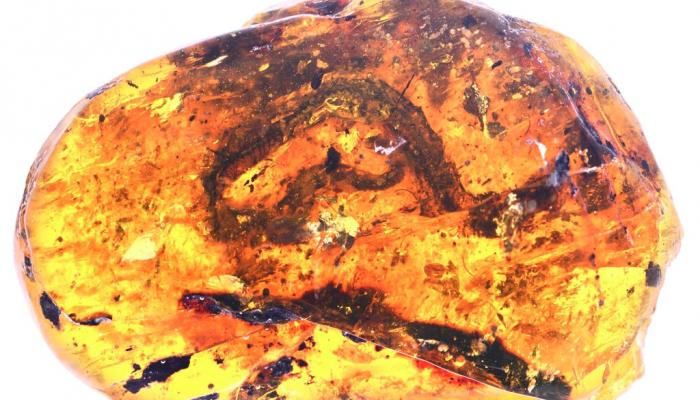 ثعبان يعود تاريخه إلى 99 مليون سنة