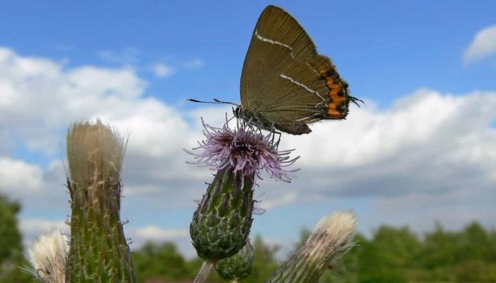صورة اُلتقطت من تعداد الفراشات في بريطانيا